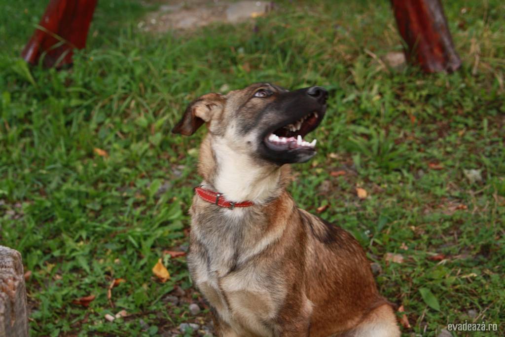 Casa de Vacanţă Henrik | 6